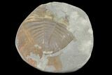 Partial Ogyginus Cordensis - Classic British Trilobite #103137-1